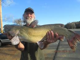 New melones fishing report by tucker tarap of glory hole sports new melones reservoir current water level is 997. New Melones Reservoir Fish Report Angels Camp Ca