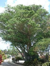 Maybe you would like to learn more about one of these? Indian Laurel The Department Of Environment And Natural Resources