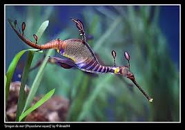10 Biotic Factors In The Ocean Seahorse Weedy Sea Dragon Sea Dragon Ocean Creatures