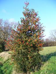 Whether you choose trees that are tall, full, or quick growing, privacy trees have many characteristics whether you're looking for tall trees, fast growing trees, or the best evergreen trees for privacy, hopefully, you found a couple of ideas to turn your. Protect Your Privacy With These 5 Evergreen Trees Dengarden Home And Garden