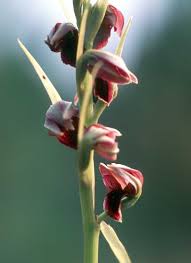 Image result for Eulophia ensata