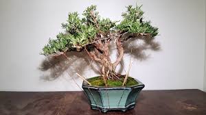 Image result for rosemary bonsai