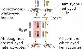 Gene Interactions