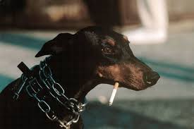 Pin De Sil En Rttil Fotografia Para Principiantes Doberman Perros Doberman