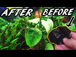 Black Algae In Fish Tank Good Or Bad How To Get Rid Of Black Algae Fast Youtube