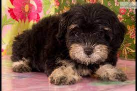 We did not find results for: Maltipoo Puppies Rescue Texas The Y Guide