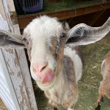 The petting zoo is $350.00/one hour and $450.00/two hours. Petting Zoo 4u Posts Facebook