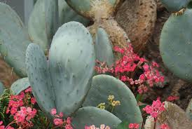 Welcome to the chicago botanic garden. Prickly Pear Cactus Opuntia Sp With Euphorbia Milii Inflorescences Chicago Botanic Garden A Photo On Flickriver