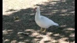 It's a lovely day for country walking the vicar's on his bike, vinny's skateboarding the farmer and his dog out back shooting the gun goes off and birds stop tweeting. Camel Down On The Farm With Lyrics Hd Youtube