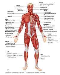 Image Result For Muscular System Anatomical Chart Hd Human