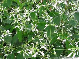 Only wish i could use it as a periennial for my planting zone. Euphorbe Diamond Frost Euphorbia Hypericifolia Diamond Frost Planter Cultiver Multiplier
