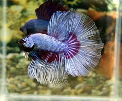 It thrives in the steady waters mainly comprising of paddy rice fields, slow streams, and muddy waters. The Aquabid Thread Page 17 Betta Fish Care Betta Betta Fish