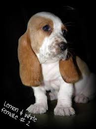 Black And White Basset Hound Puppies For Sale Bagle Hound Puppies For Sale Google Search Hound Puppies Puppies For Sale Hound