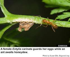 Image result for Lotononis carinata