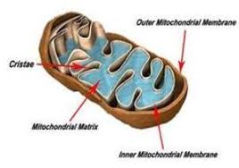 In which organelle does cellular respiration occur? Cells Organelles Pathwayz
