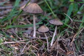 Image result for Coprinus sp.