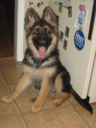 King Shepherd Dog Photo Kings Of St Francis King Shepherd Puppies For Sale Buying A Dog German Shepard Puppies Shepherd Puppies Puppies