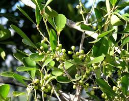 Image result for Pleurostylia