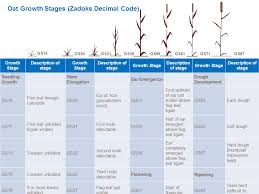 Oat Growth And Development Yara Uk