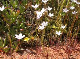 Image result for Wahlenbergia androsacea