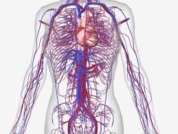 Drawing of a body showing blood vessels. 15 Circulatory System Diseases Symptoms And Risk Factors