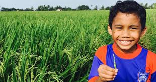 Surrounded by scenic rice fields and peaceful nature, you get to enjoy. 28 Pemandangan Sawah Padi Di Kedah Gambar Pemandangan Keren