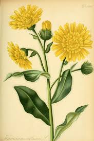 Gartenflora Zeitschrift Fur Garten Und Blumenkunde Botanical Flowers Botanical Drawings Botanical Prints