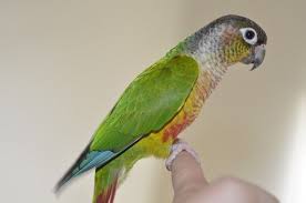 As well as hatching, and availability of our green cheek conures. Green Cheeked Conure Personality Diet Care Guide With Pictures Pet Keen