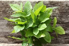 Sign in to add this video to a playlist sign in or registerplease confirm your email address to use this functionality click here. 20 Surprisingly Sexy Natural Aphrodisiacs Solluna By Kimberly Snyder