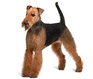 Airedale Terrier Dog Breed Facts And Personality Traits
