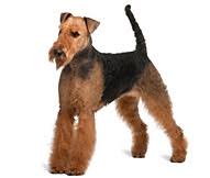 airedale terrier dog breed facts and personality traits