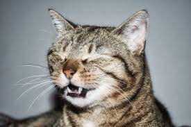 Do Cats Get Hay Fever And What Are The Signs Vet Help Direct