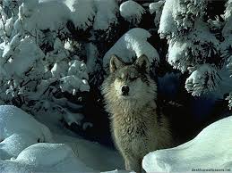 Wolf hintergrundbild zauberhaft tiere susi blumen wald tapete wallpaper bilder. Fotos Wolfe Ein Tier