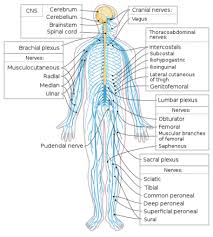 The central nervous system (cns) is comprised of the brain and spinal cord. Anatomy Of The Nervous System Facts Functions Divisions