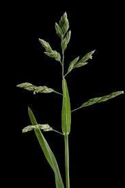 Image result for Poa annua