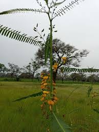 Image result for Sesbania tetraptera