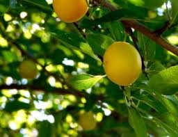 Check spelling or type a new query. 300 Royalty Free Fruit Trees Images Peakpx