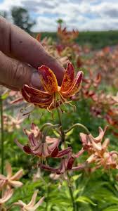 Image result for Lilium martagon `Arabian Night`