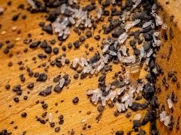 Bedbugs And Balenciaga: Could Paris'S Bedbug Infestation Spread To The Us?  - Newsweek