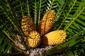 Image result for Encephalartos lebomboensis