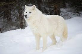 Anime gambar serigala keren untuk wallpaper. Serigala Arktik Fakta Makanan Habitat Populasi Gambar Gerava Ikan Hias Burung Kicau Kucing Lucu Anjing Lu Serigala Arktik Kucing Himalaya Hewan