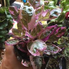Disinfecting the shears prevents the spread of disease. Hemigraphis Alternata Snow White Snow White Waffle Plant In Gardentags Plant Encyclopedia