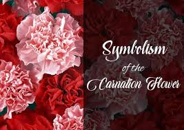 Purple flowers are regal and luxurious, and make stunning gifts for your mom, grandma, or mother in law. Carnation Flowers Meaning Symbolism History Colors
