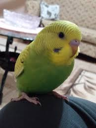 yesil muhabbet kusu muhabbet kuslari evcil hayvanlar komik hayvan fotograflari