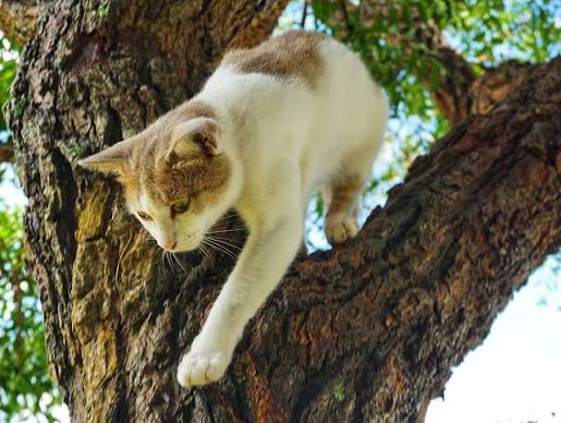 An outdoor cat: the pros and cons | Yarrah