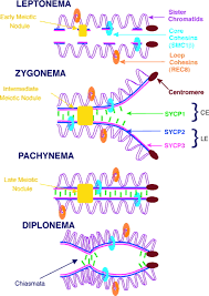 Image result for Meiosperma