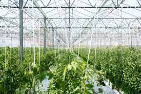 Images of the assembly of the grandio elite 8x12 greenhouse near roseburg, or in august 2016. 100 Greenhouse Pictures Download Free Images On Unsplash