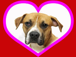 … (large) / mixed dog in gainesville, ga (31427409) spayed/ne. News Flash Hall County Ga Civicengage