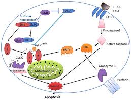 Image result for BCL2 Inhibitor
