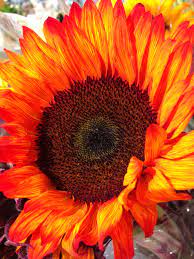 Big Orange Sunflower Flower Painting Orange Sunflowers Floral Photo